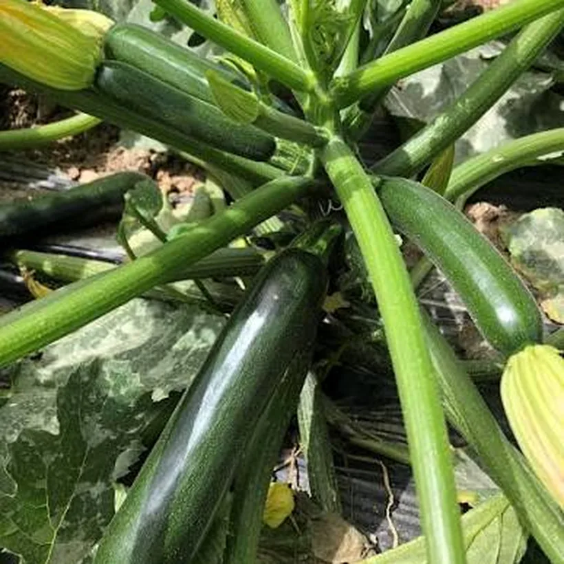 Calabacita en planta sobre acolchado