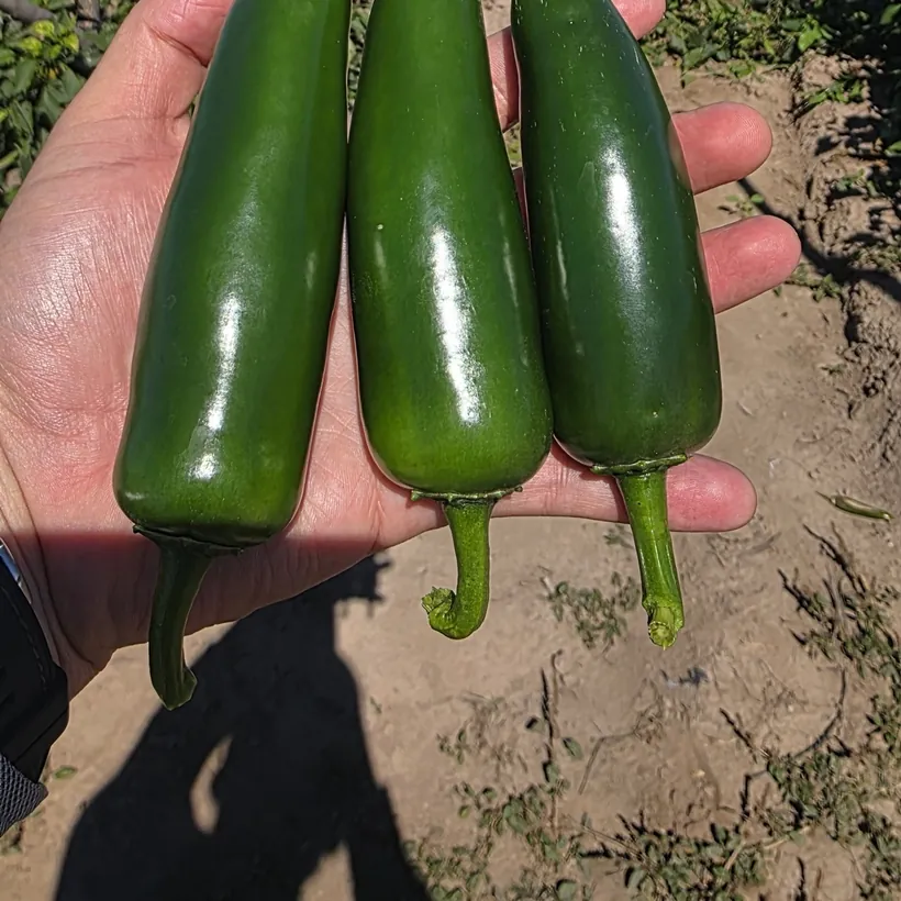 Chile jalapeño recién cortado