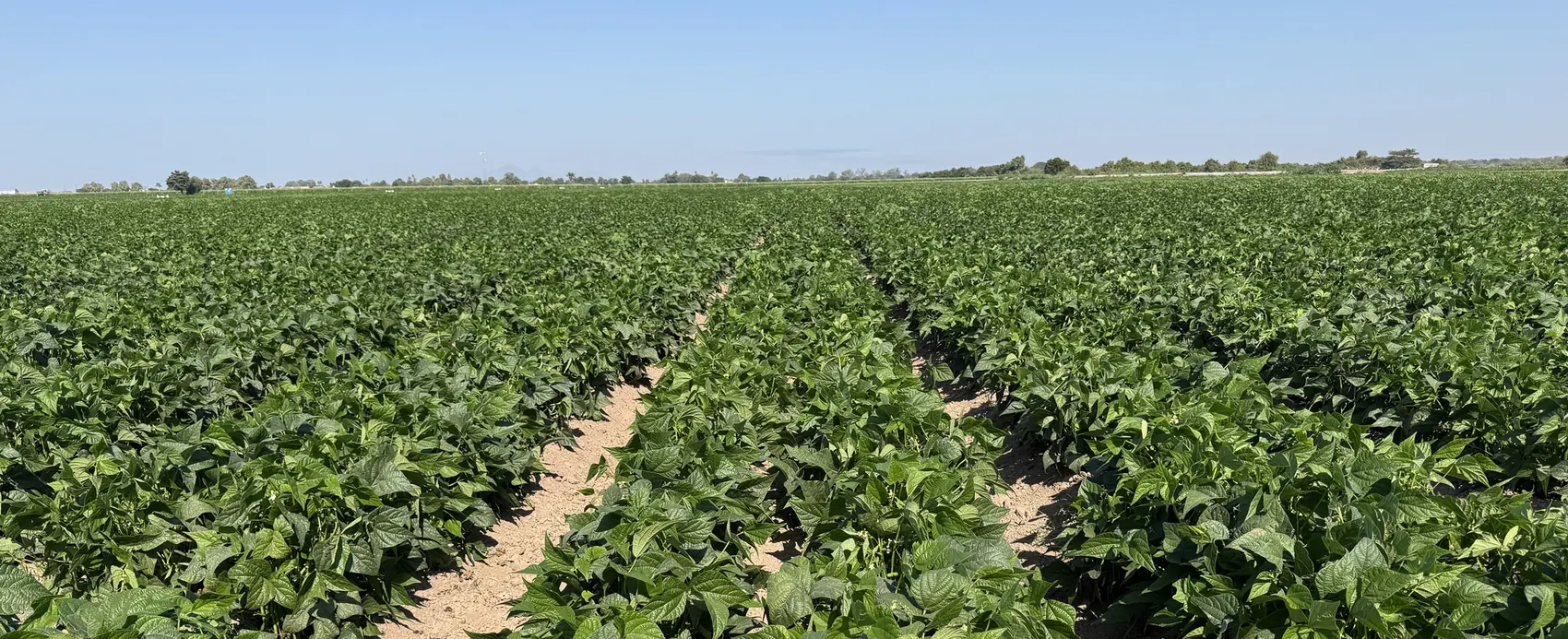 Campo de ejote de Ejotes Produce en Navolato, Sinaloa