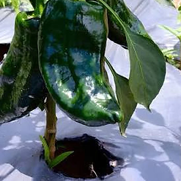 Chile poblano en planta sobre acolchado