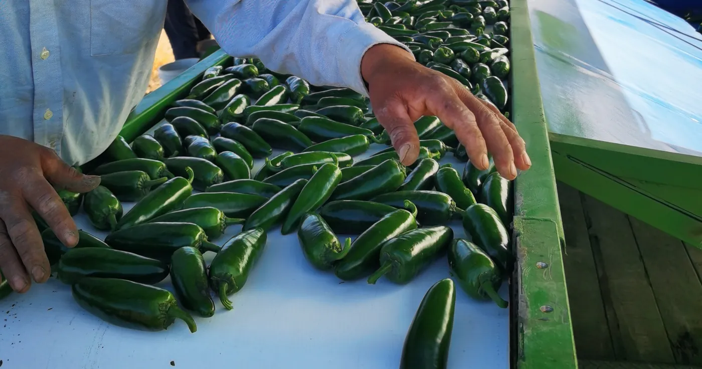 Selección de chile jalapeño sobre la cosechadora en campo