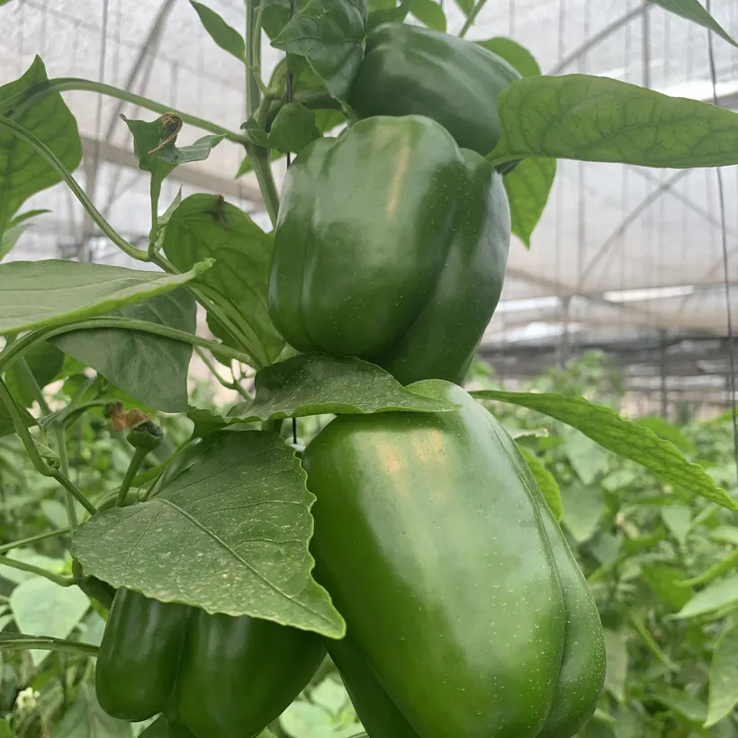 Bell pepper en casa sombra